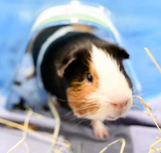 Photo of TOMMY