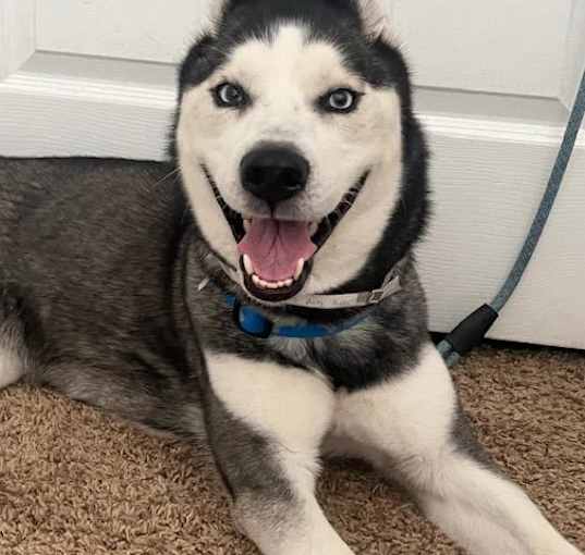 Photo of SASHA