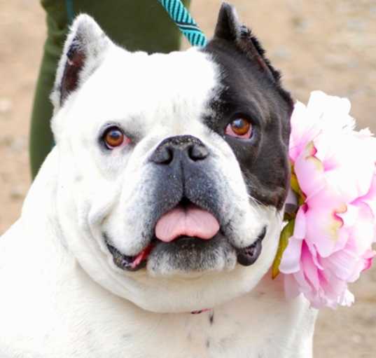 Photo of Sweetie