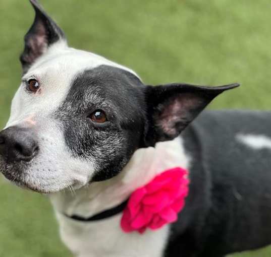 Photo of LOLITA