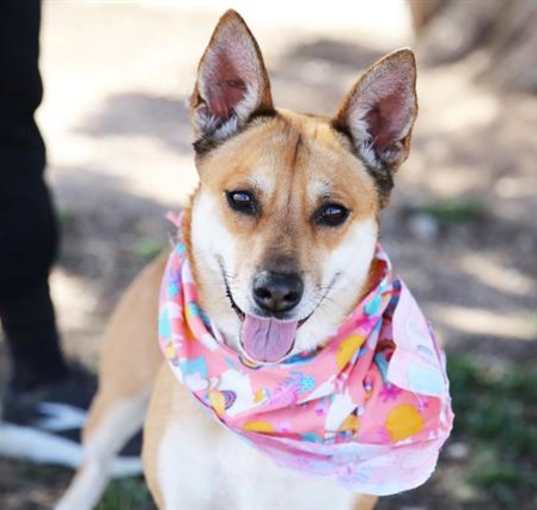 Photo of BUTTERCUP