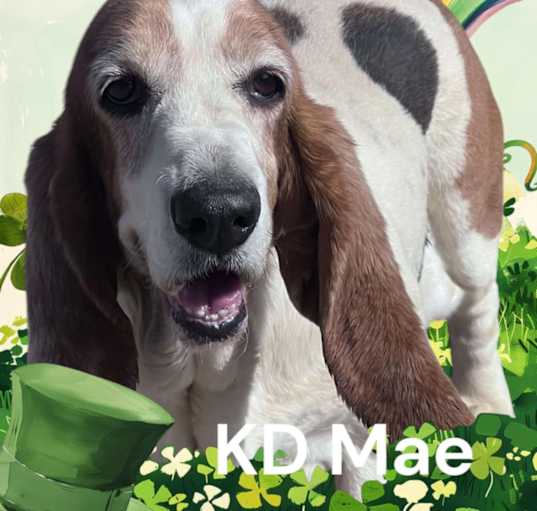 Photo of KD Mae