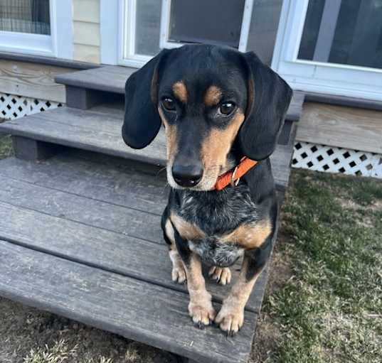 Photo of Jingle AKA Milo Paden