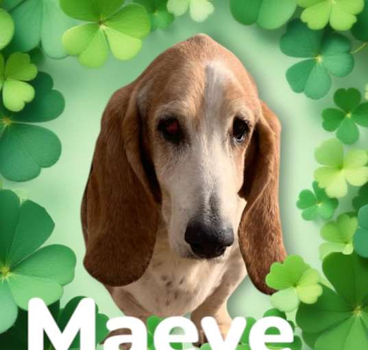 Photo of Maeve