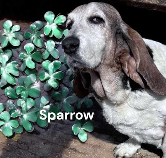 Photo of Sparrow