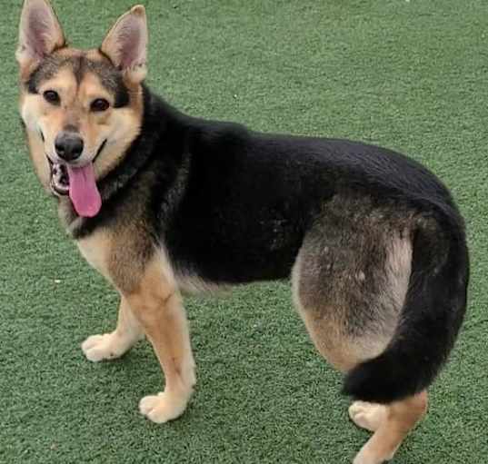 Photo of Nala
