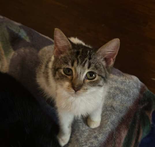 Photo of Potato