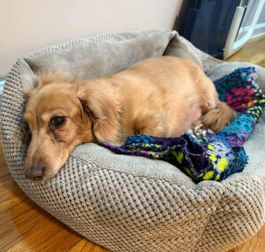 Photo of Juno
