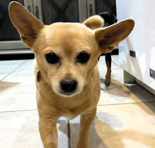 Photo of Maximus