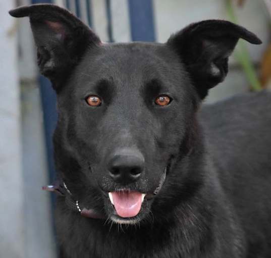 Photo of Amy March - Foster or Adopt Me!