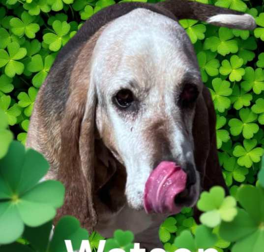 Photo of Watson