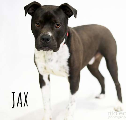 Photo of Jax
