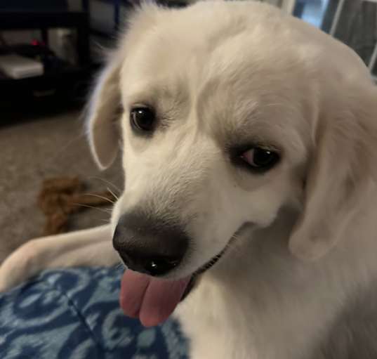 Photo of Daisy