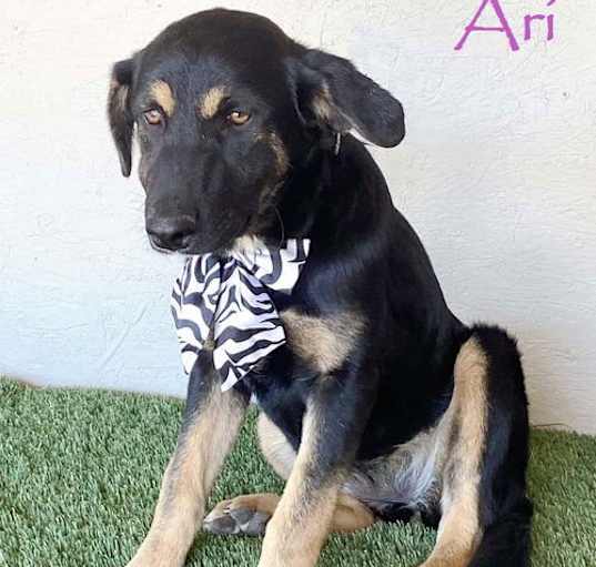 Photo of Ari