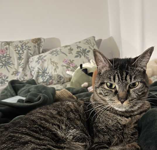 Photo of Sully
