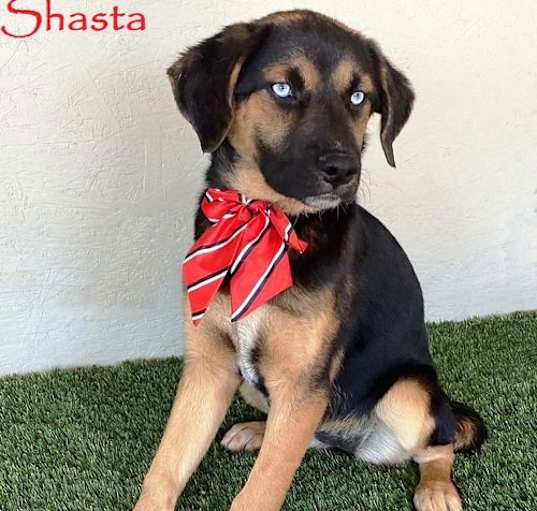 Photo of Shasta