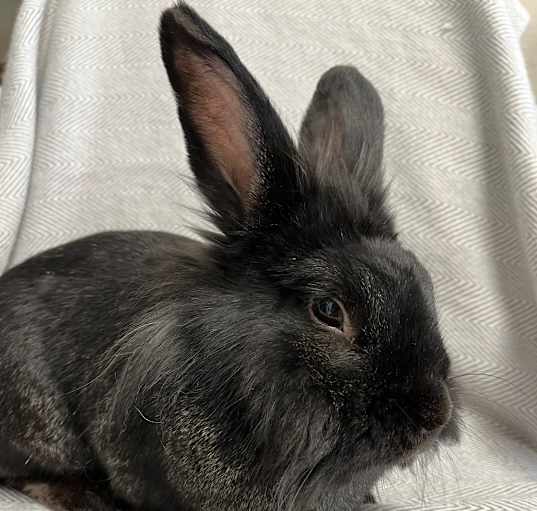 Photo of Fidget