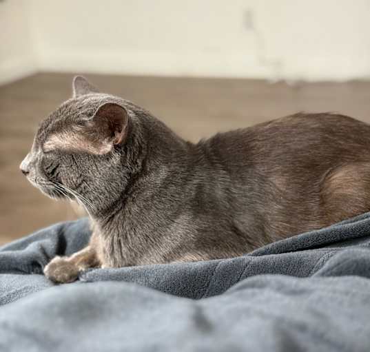 Photo of Mozart
