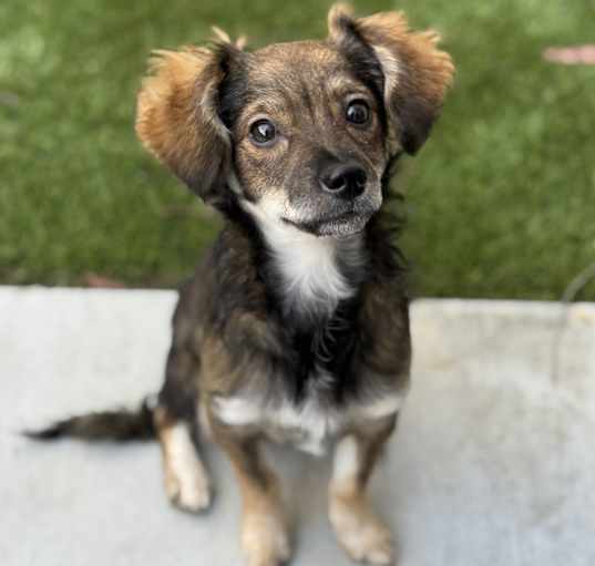 Photo of Mojito