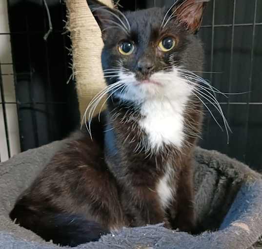 Photo of Oreo
