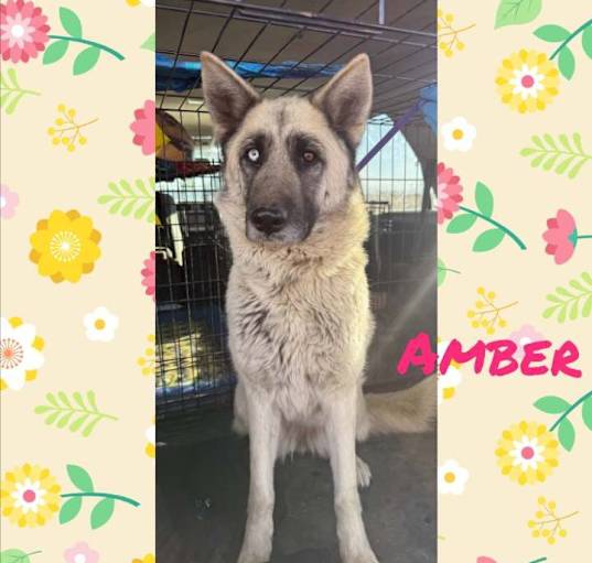 Photo of Amber