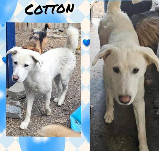 Photo of Cotton