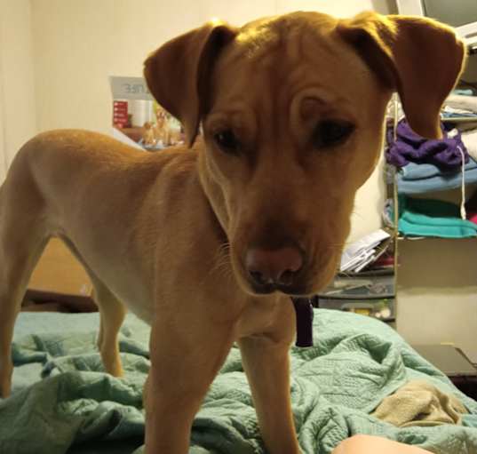 Photo of Golden trouble