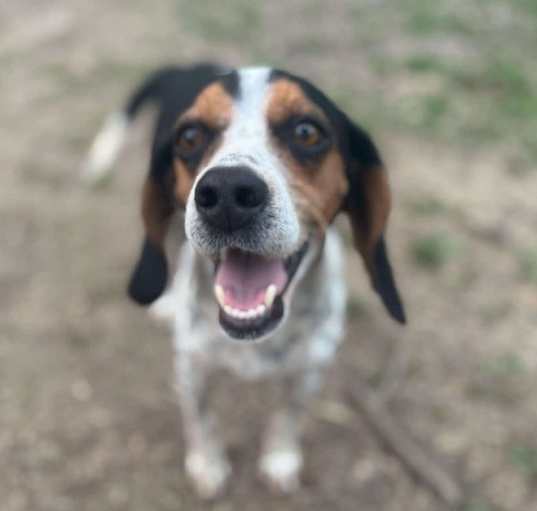 Photo of Buttercup