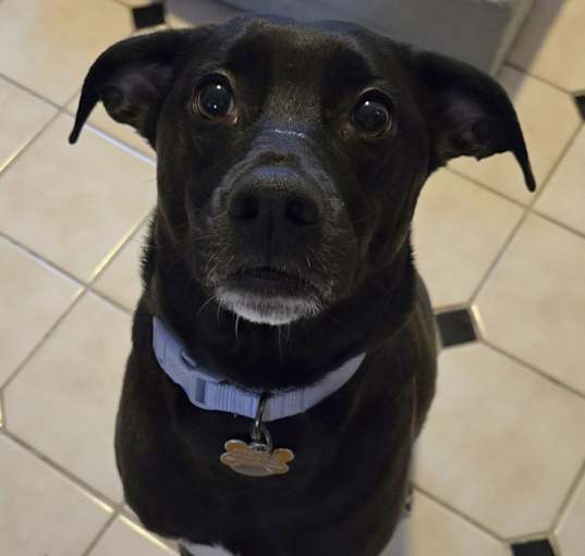 Photo of Leela (Sapphire)