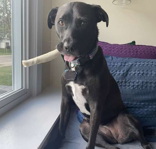 Photo of Stella