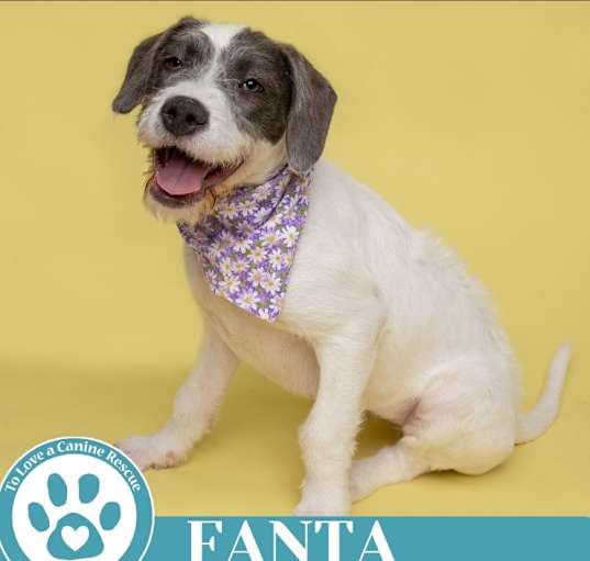 Photo of Fanta (The Soda Pops) 022225