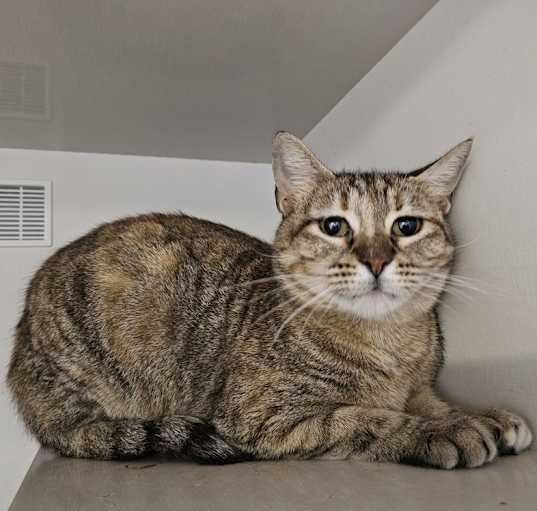 Photo of Petunia