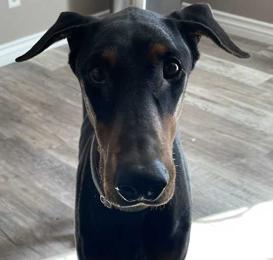 Photo of Paisley