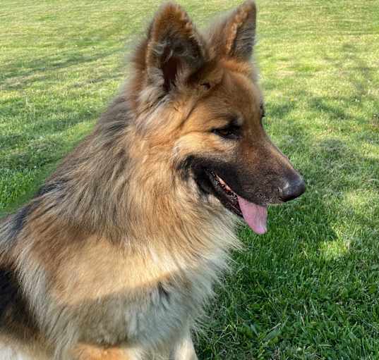 Photo of Loki