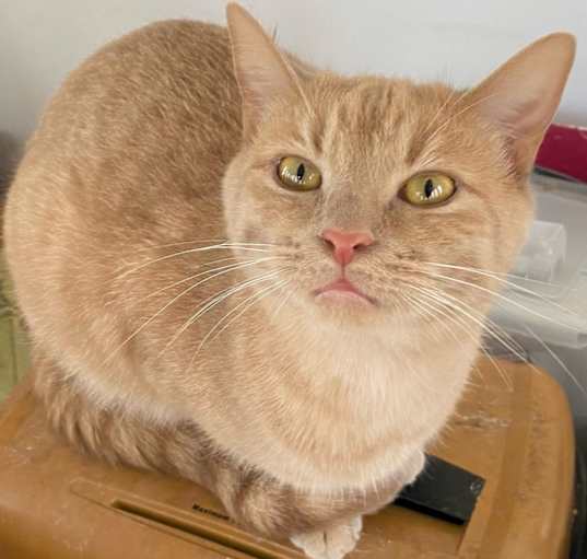 Photo of Chai