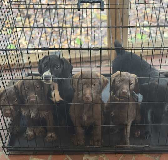 Photo of Litter of 6