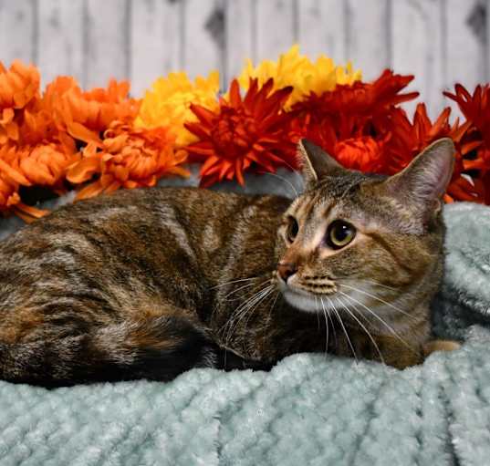 Photo of Shiloh