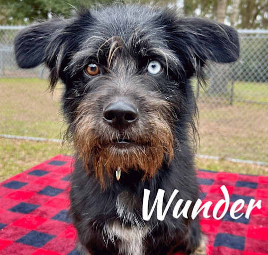 Photo of Wunder