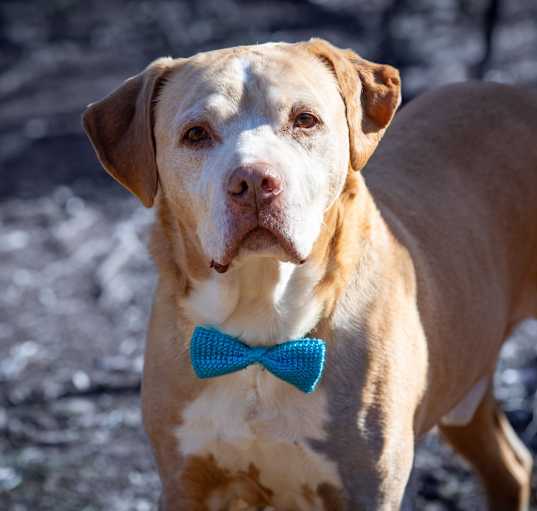 Photo of Buddy