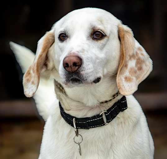 Photo of Aspen