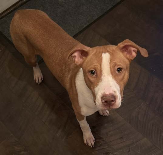 Photo of Penny