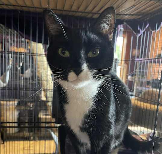 Photo of Oreo