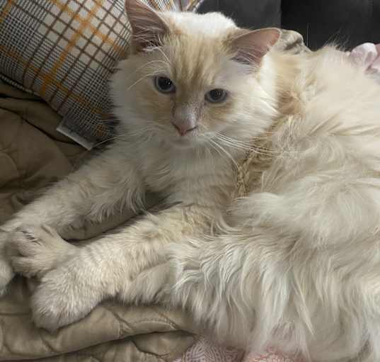 Photo of Oliver