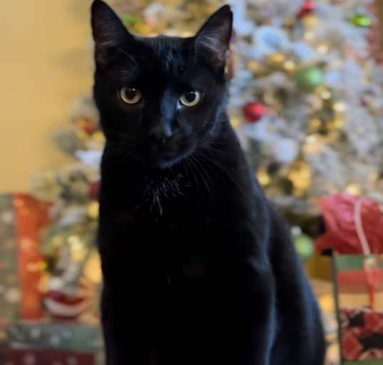 Photo of Nigel