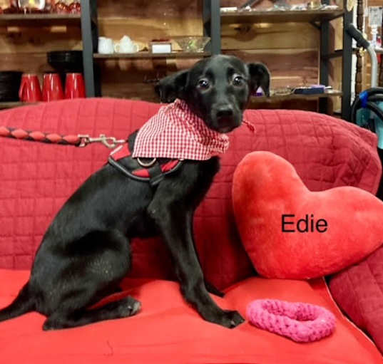 Photo of EDIE