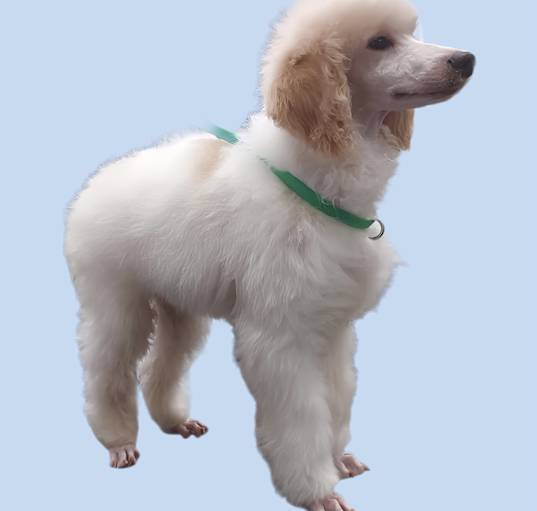 Photo of Sundae