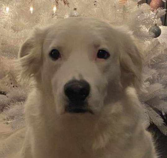 Photo of Olive *COURTESY LISTING*
