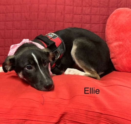 Photo of ELLIE