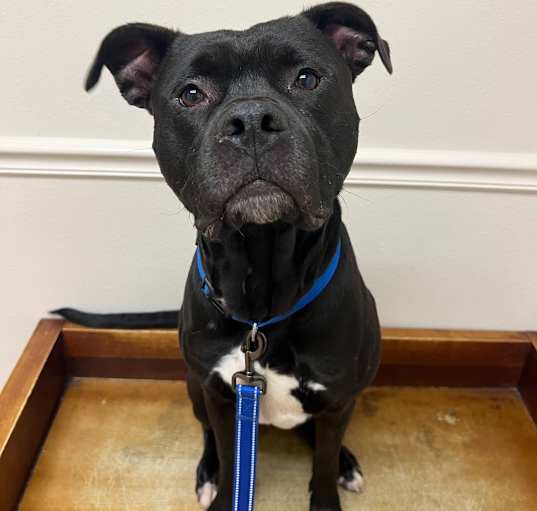 Photo of Morpheus