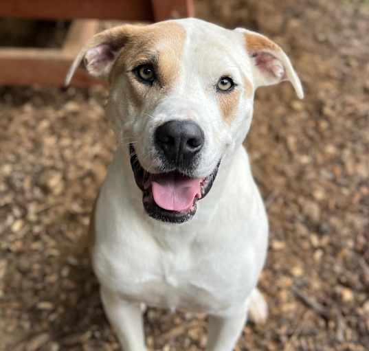 Photo of Loki (Dublin)